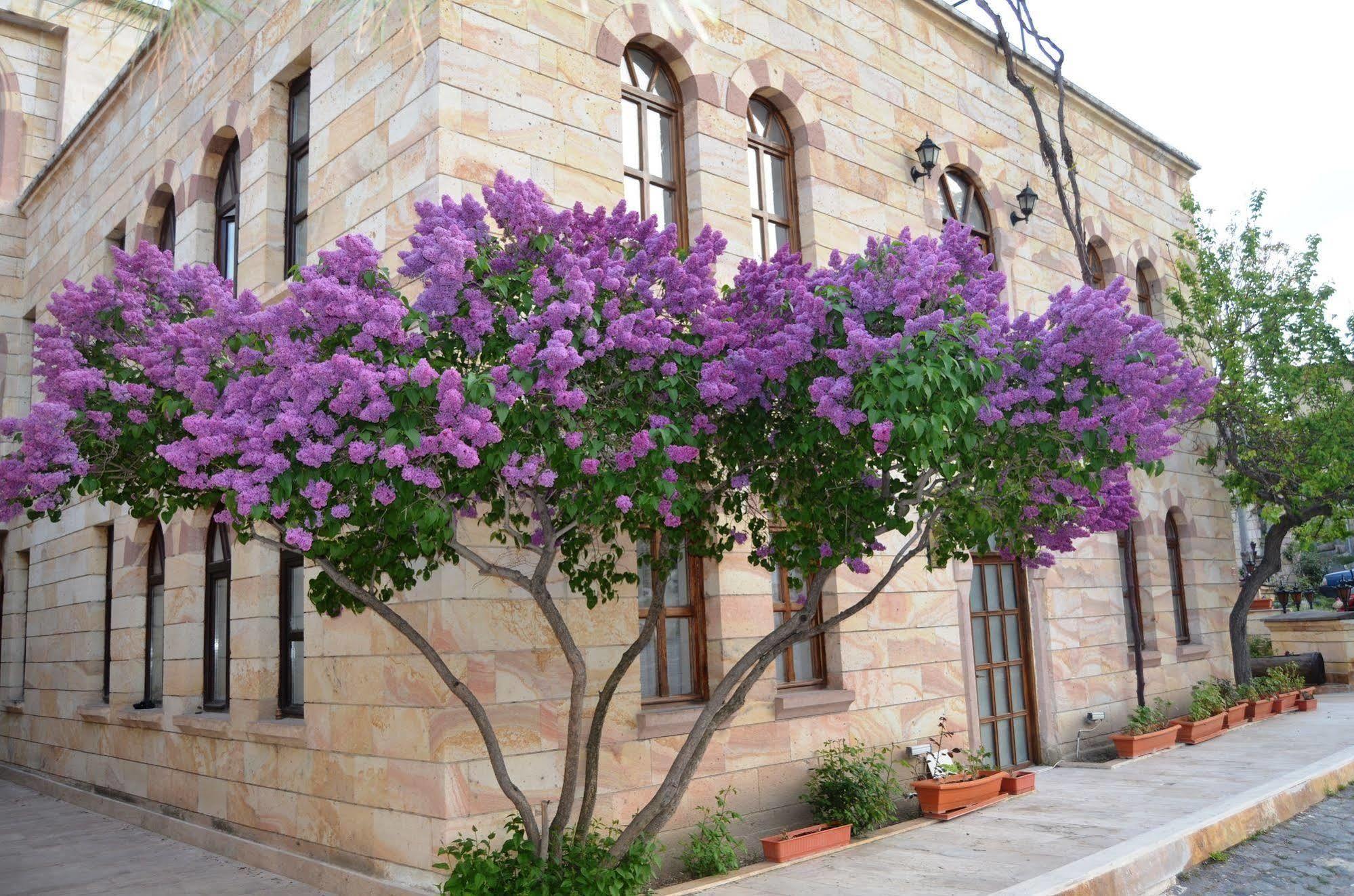 Akuzun Stone Hotel Ürgüp Exterior photo